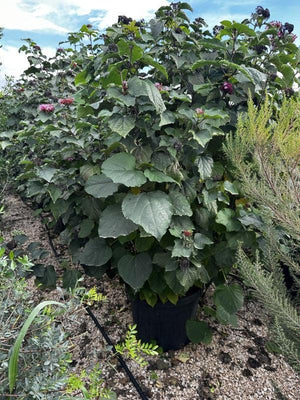 CLERODENDRO BUNGEI