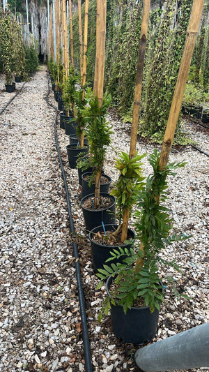 WISTERIA FLORIBUNDA MACROBOTRYS
