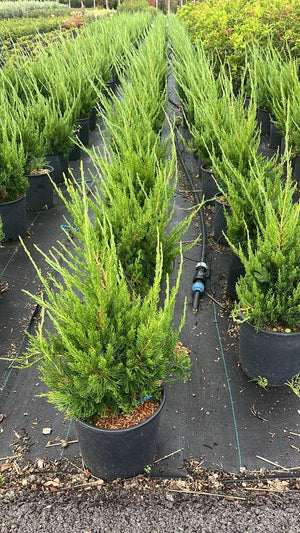 JUNIPERUS CHINENSIS KAIZUKA