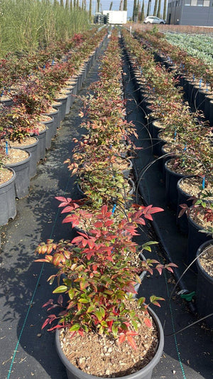 NANDINA DOMESTICA GULF STREAM