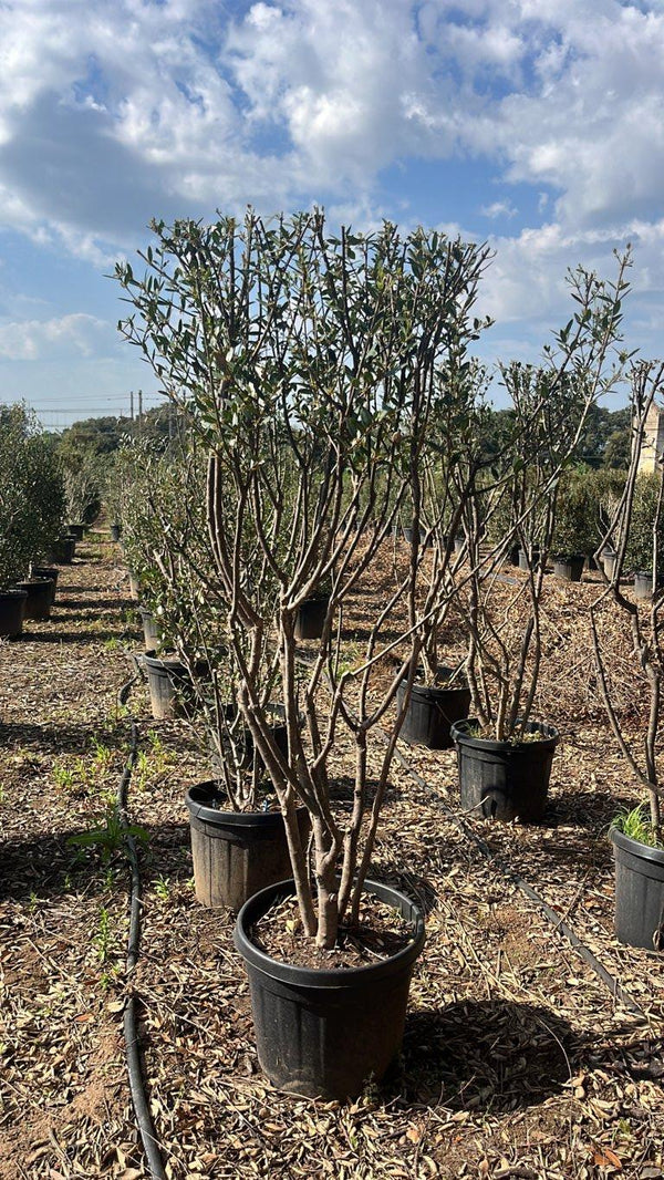 PHYLLIREA ANGUSTIFOLIA