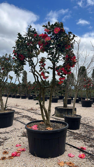 CAMELIA JAPONICA
