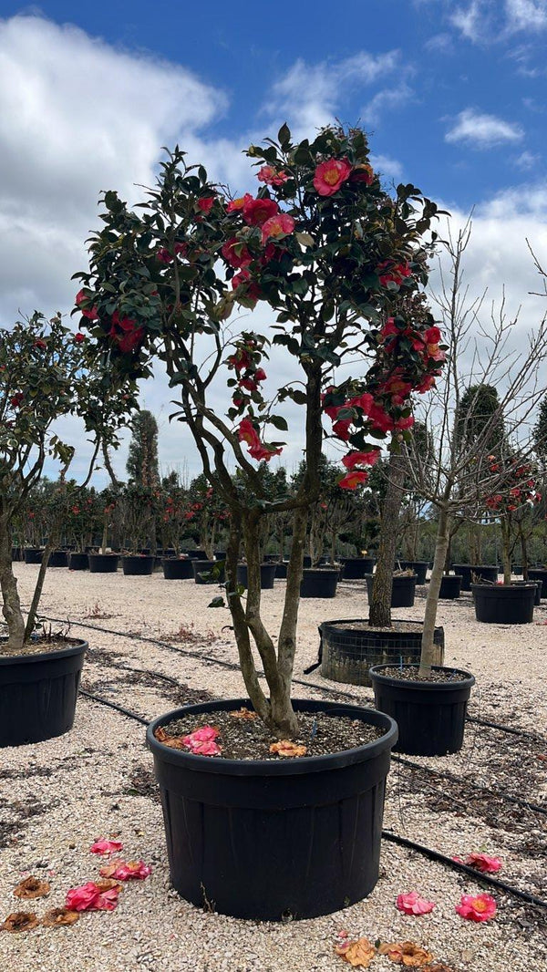 CAMELIA JAPONICA