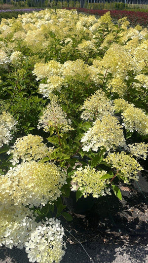 HYDRANGEA PANICULATA PHANTOM
