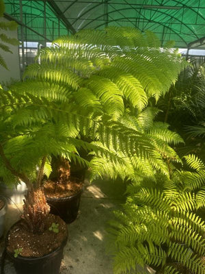 CYATHEA COOPERII