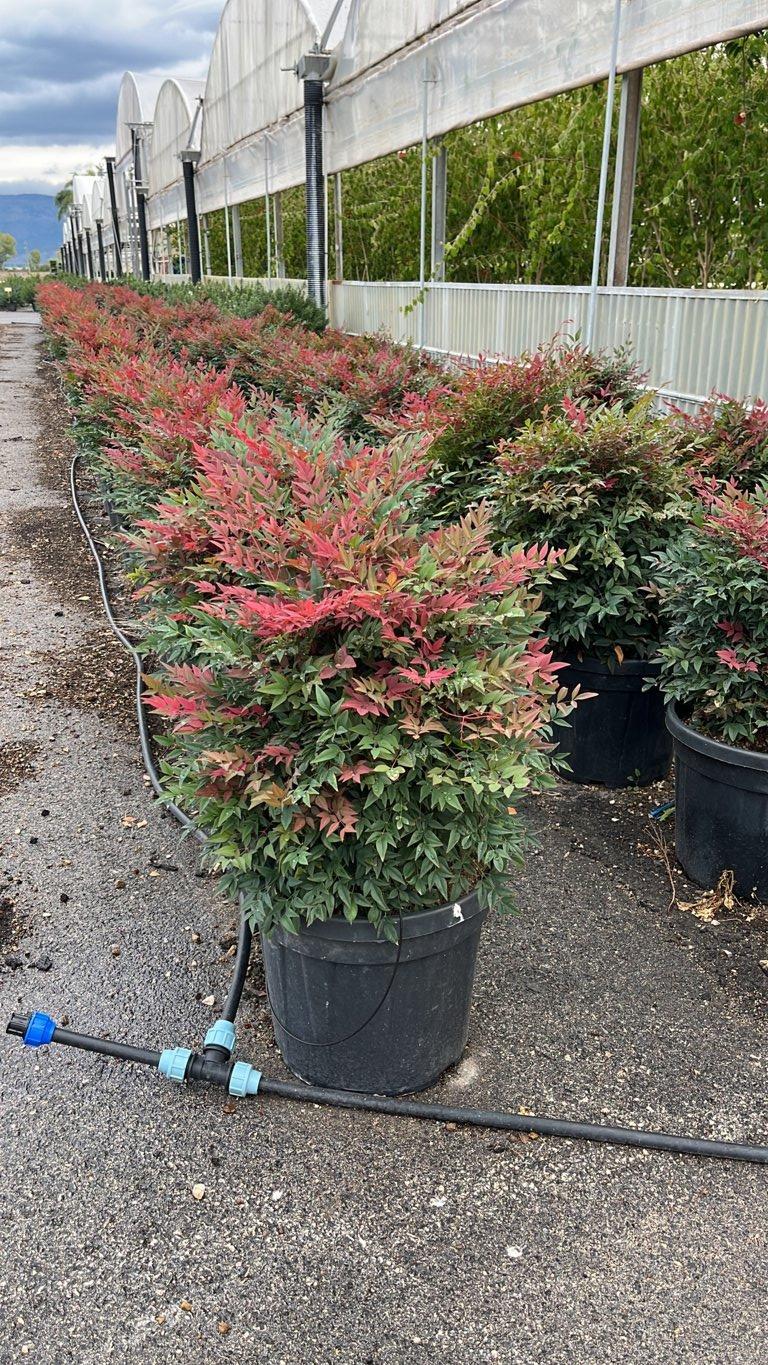 NANDINA DOMESTICA OBSESSED SEIKA
