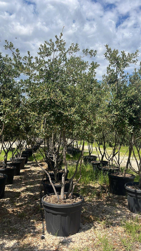 QUERCUS S. ILEX