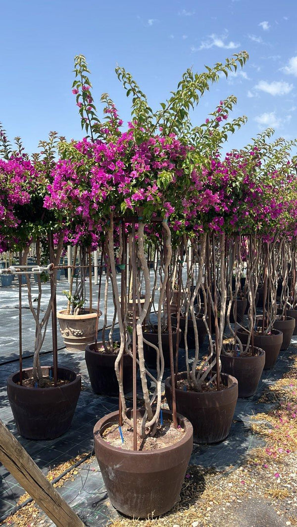 BOUGAINVILLEA SANDERIANA