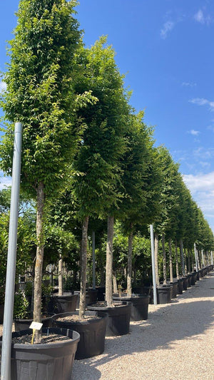 CARPINUS BETULUS PIRAMYDALIS