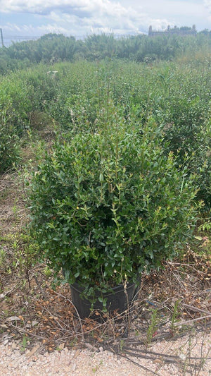PHYLLIREA LATIFOLIA