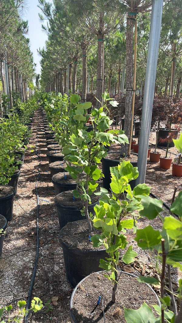 LIRIODENDRON TULIPIFERA FASTIGIATA