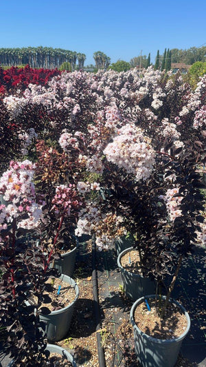 LAGERSTROEMIA INDICA B.D BLUSH