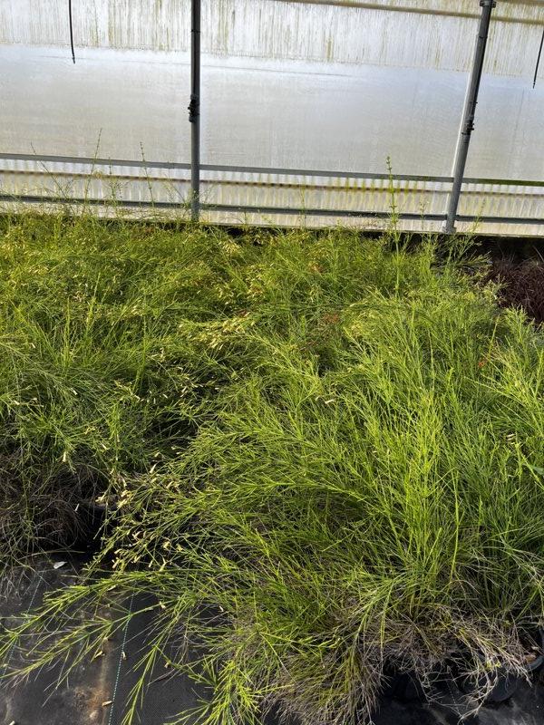 RUSSELIA JUNCEA
