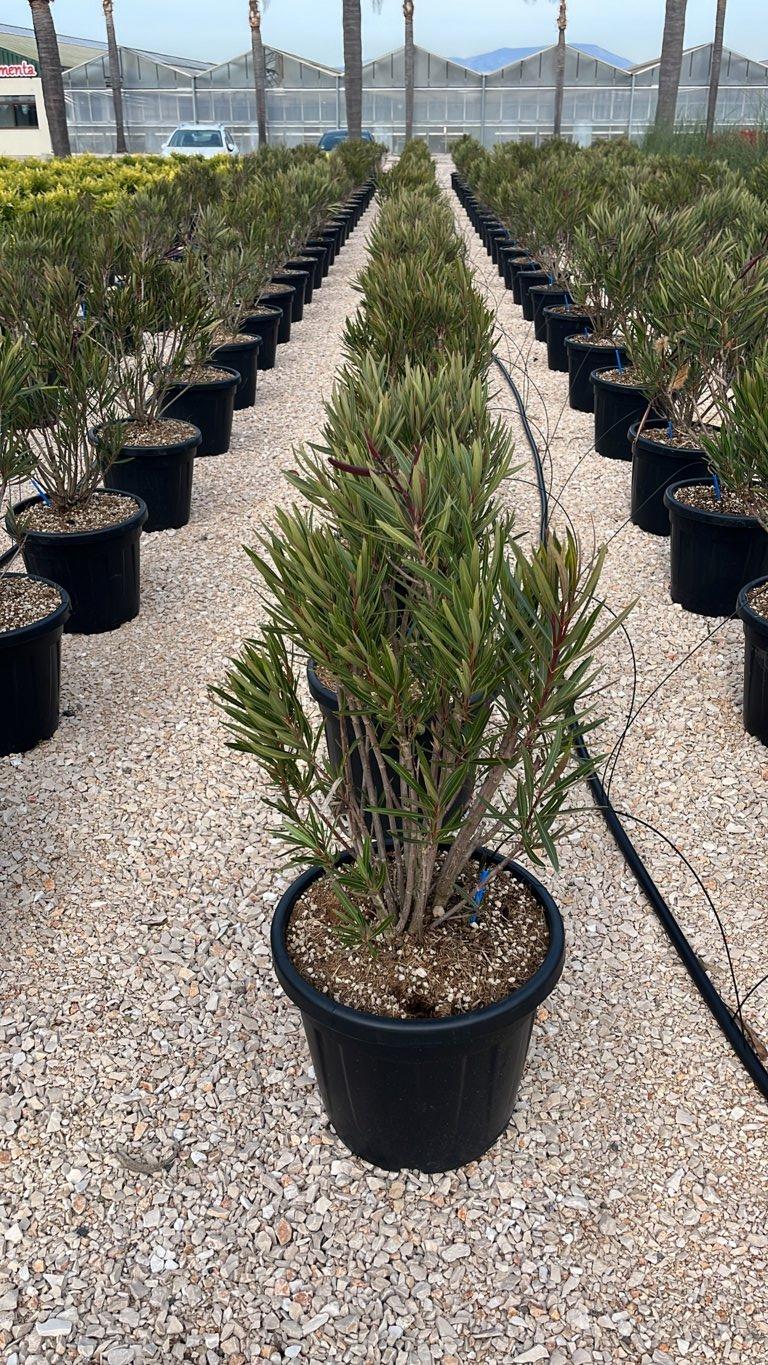 NERIUM OLEANDER PAPA GAMBETTA