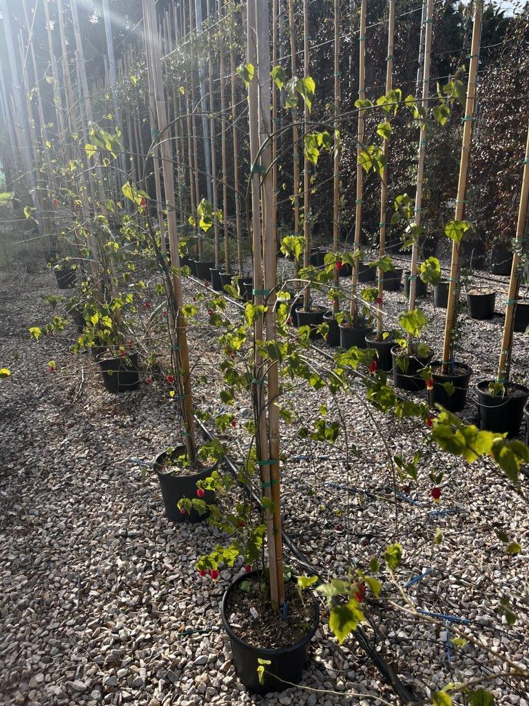 ABUTILON MEGAPOTAMICUM