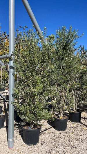 OLEA EUROPEA CIPRESSINO