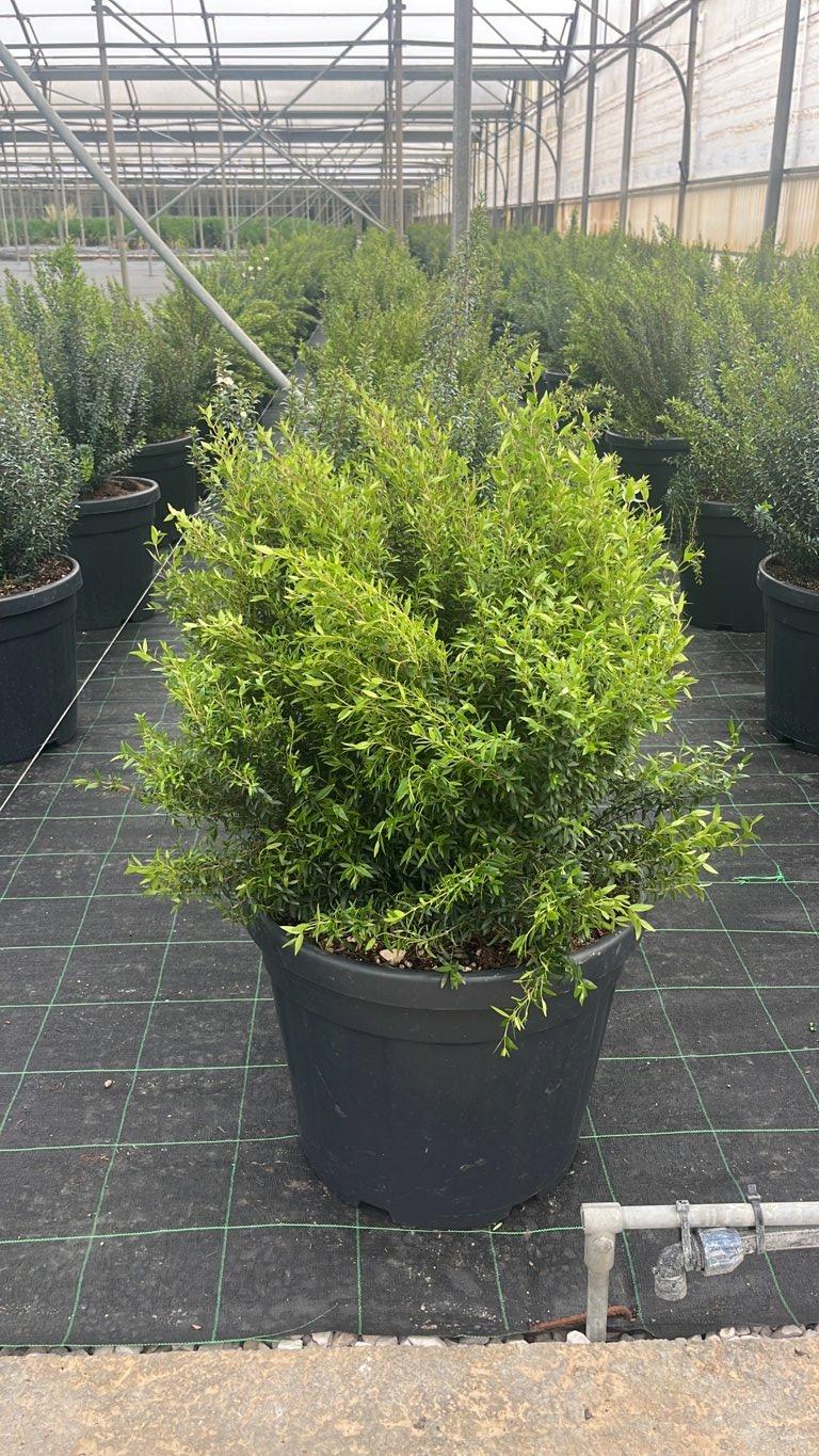 MYRTUS COMMUNIS MICROPHYLLA