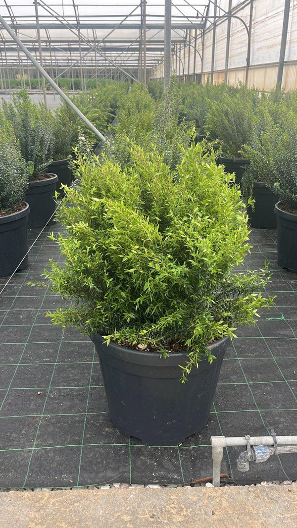 MYRTUS COMMUNIS MICROPHYLLA