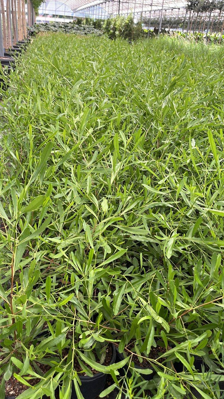 DODONEA VISCOSA PURPUREA