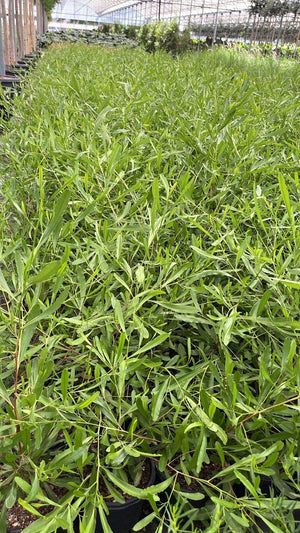 DODONEA VISCOSA PURPUREA