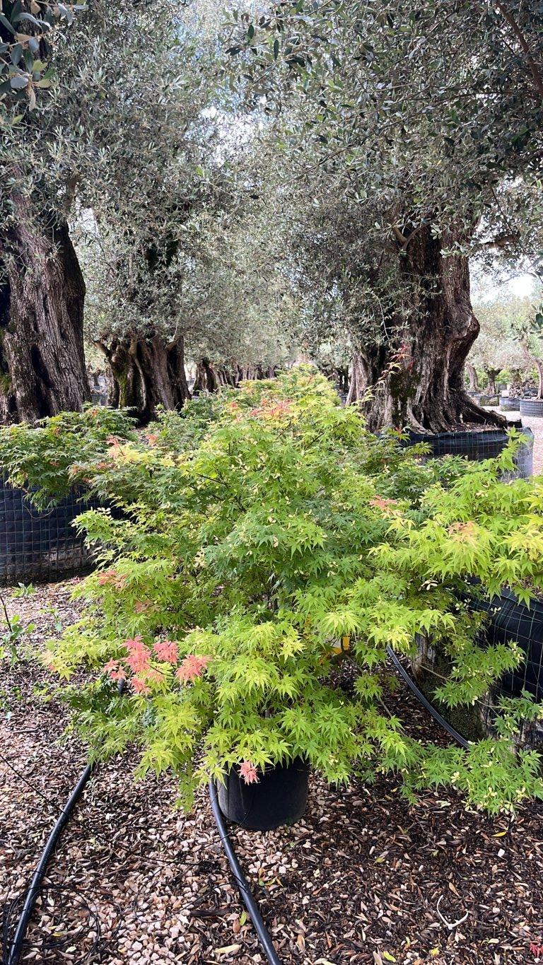 ACER PALMATUM ARIADNE