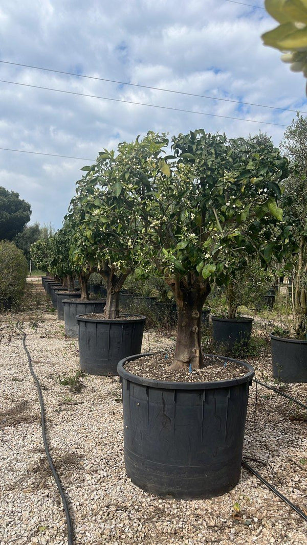 CITRUS SINENSIS