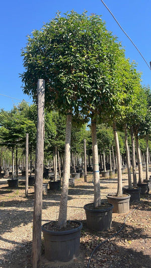LIGUSTRUM JAPONICUM