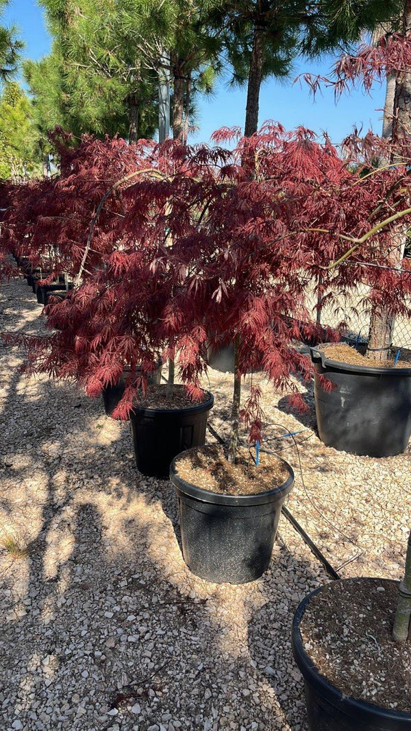 ACER DISSECTUM GARNET