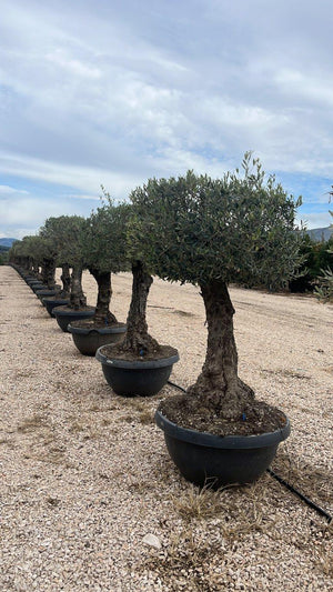 OLEA EUROPEA
