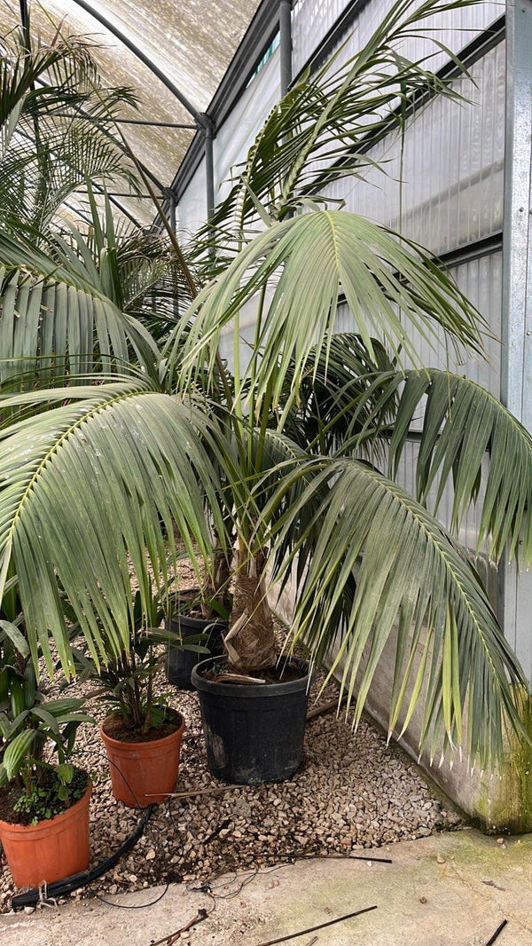 HOWEA FORSTERIANA