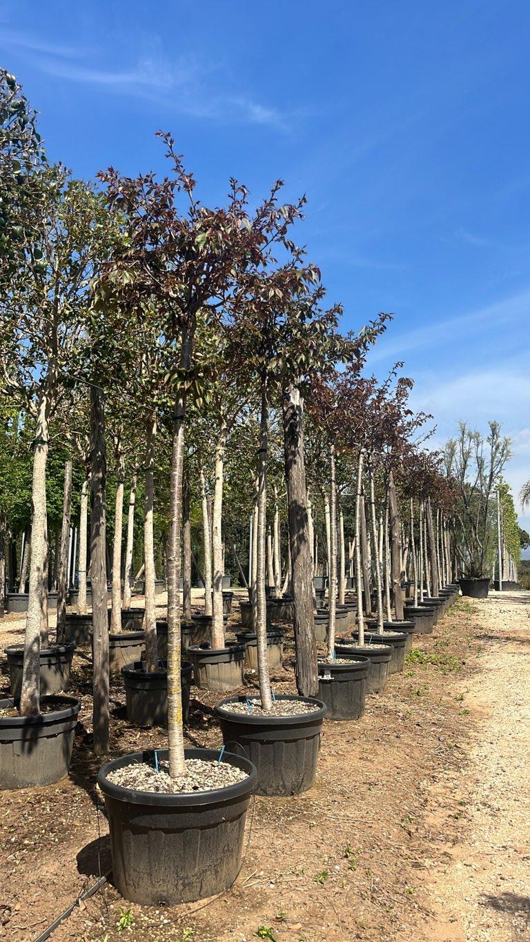 PRUNUS F.C SERRULATA KANZAN