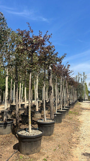 PRUNUS F.C SERRULATA KANZAN