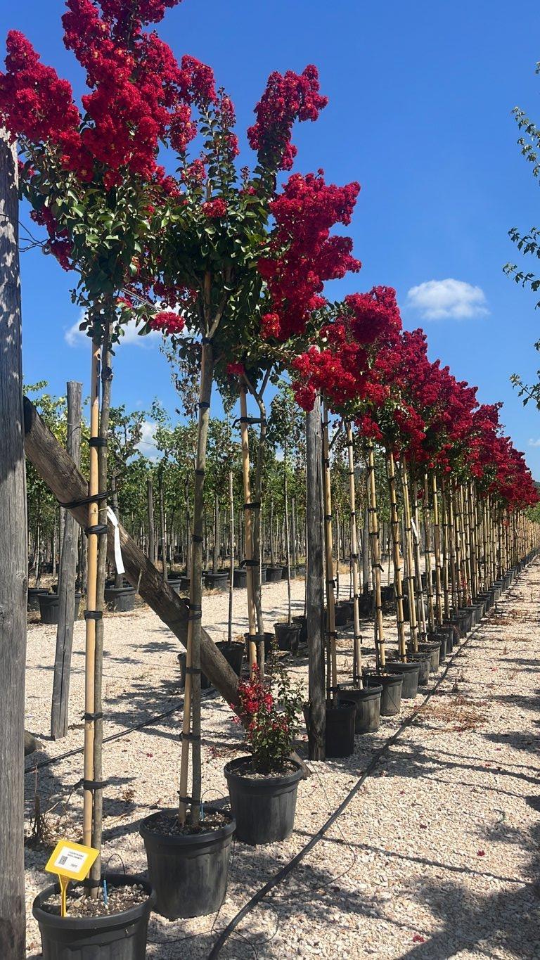 LAGERSTROEMIA INDICA DINAMITE