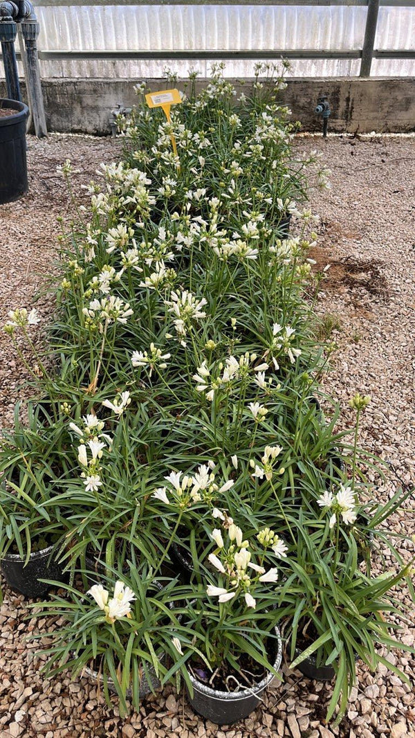 AGAPANTHUS DOUBLE DIAMOND