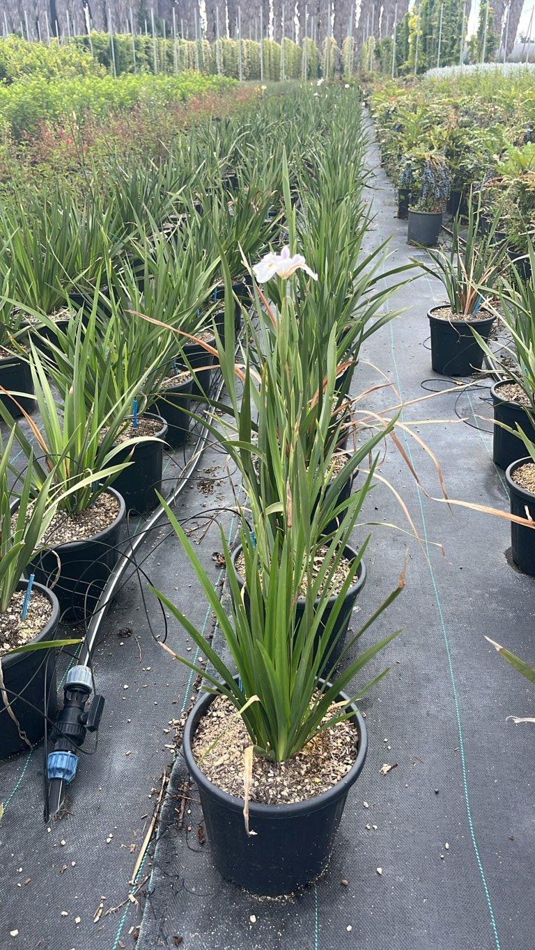DIETES GRANDIFLORA