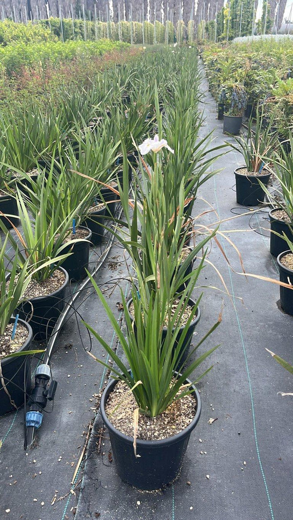 DIETES GRANDIFLORA
