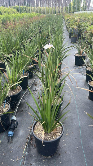 DIETES GRANDIFLORA