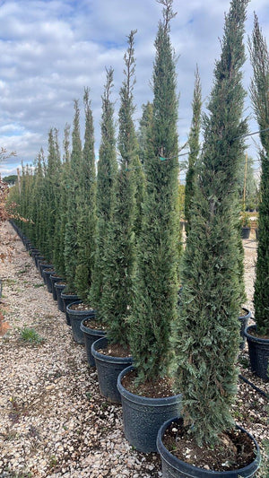 CUPRESSUS SEMPERVIRENS PYRAMIDALIS