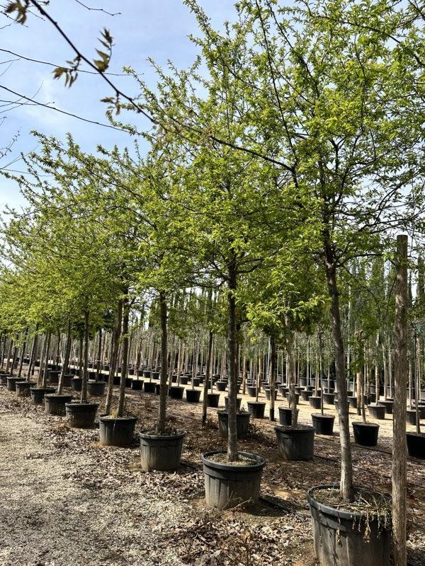 PRUNUS F. DOMESTICA