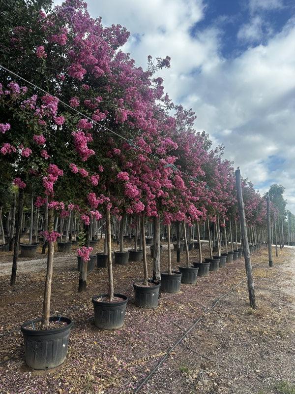 LAGERSTROEMIA INDICA