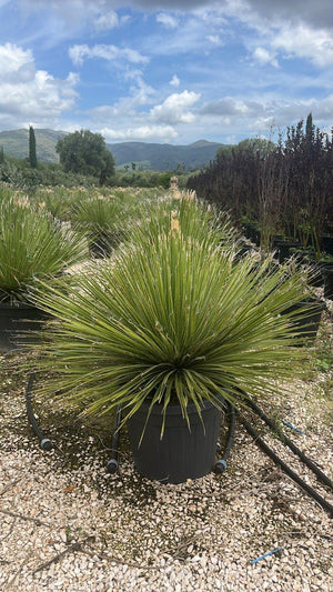 DASYLIRION SERRATOFOLIUM