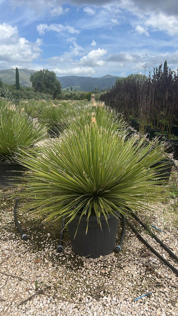 DASYLIRION SERRATOFOLIUM