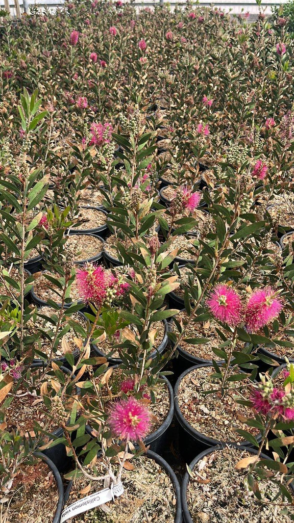 CALLISTEMON VIOLACEUS