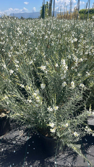 GOMPHOSTIGMA VIRGATUM