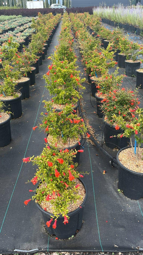PUNICA F.C GRANATUM NANA