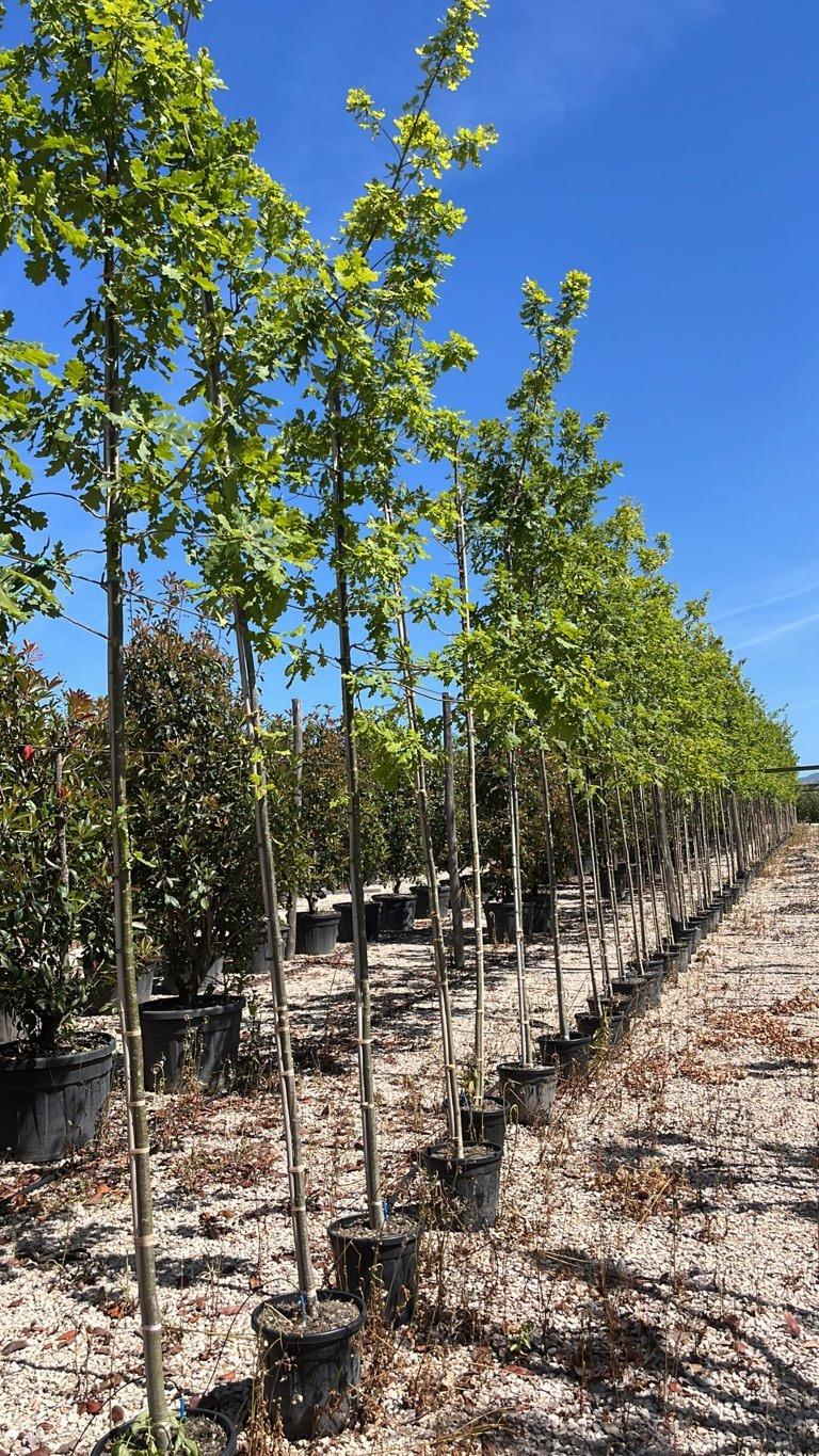 QUERCUS F.C ROBUR