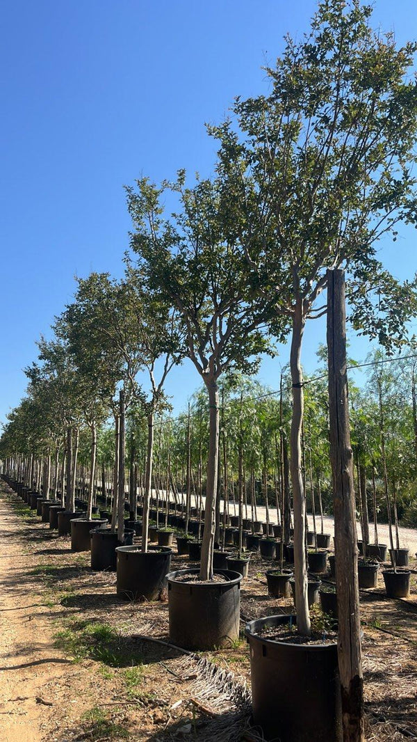 LAGERSTROEMIA INDICA