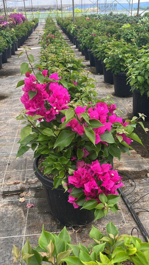 BOUGAINVILLEA VERA DEEP PURPLE