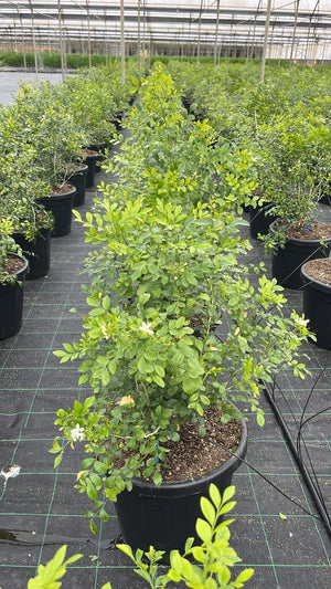 MURRAYA PANICULATA