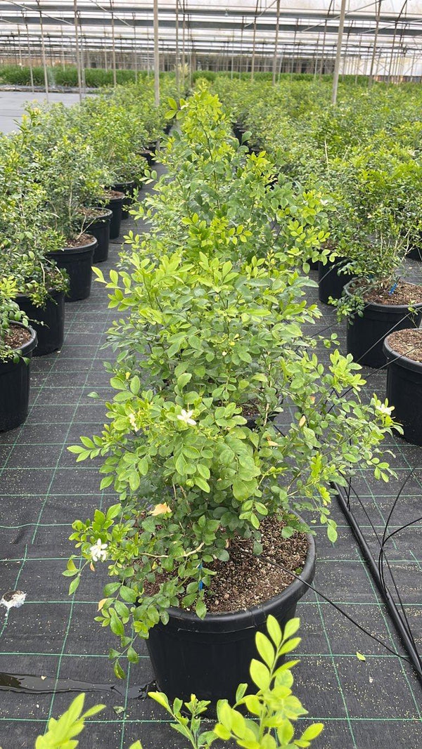 MURRAYA PANICULATA
